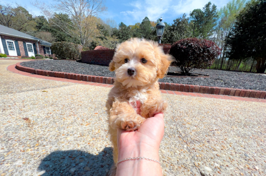 Cute Maltipoo Baby