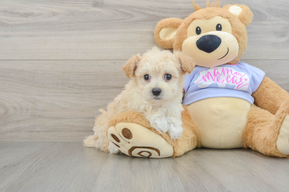 8 week old Maltipoo Puppy For Sale - Simply Southern Pups