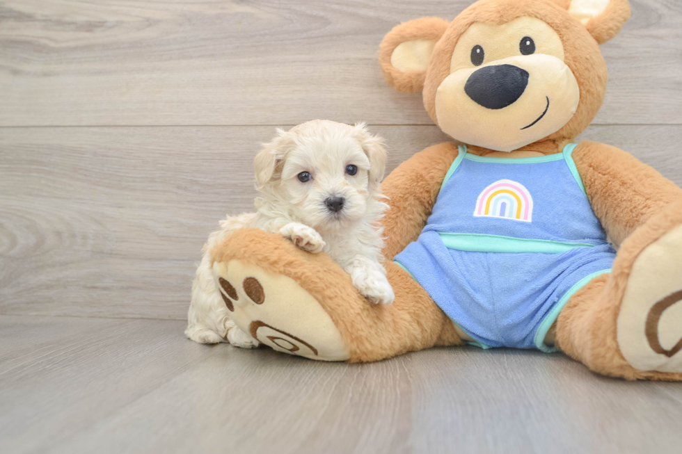 Best Maltipoo Baby