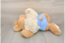 Maltipoo Puppy for Adoption