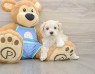 7 week old Maltipoo Puppy For Sale - Simply Southern Pups