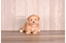 Maltipoo Pup Being Cute