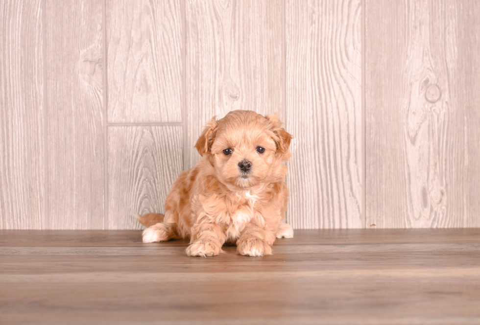 Maltipoo Pup Being Cute