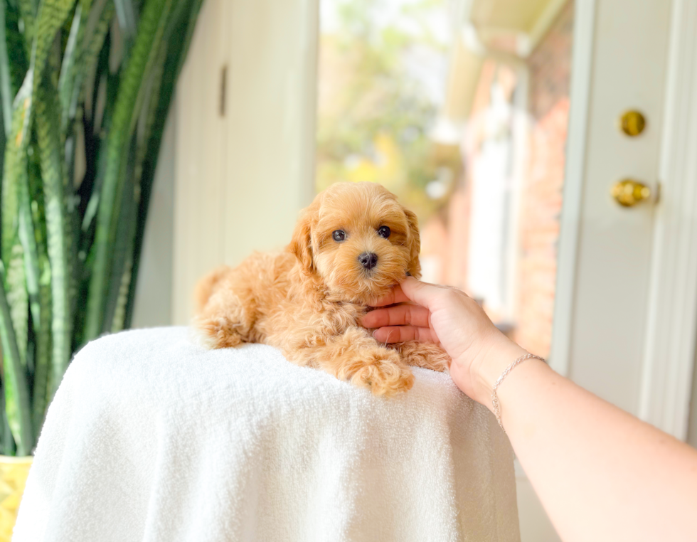 Cute Maltipoo Poodle Mix Pup