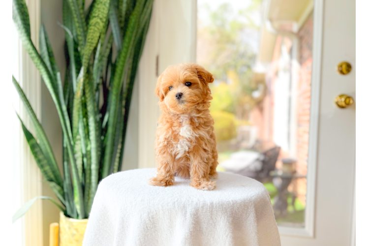 Maltipoo Pup Being Cute