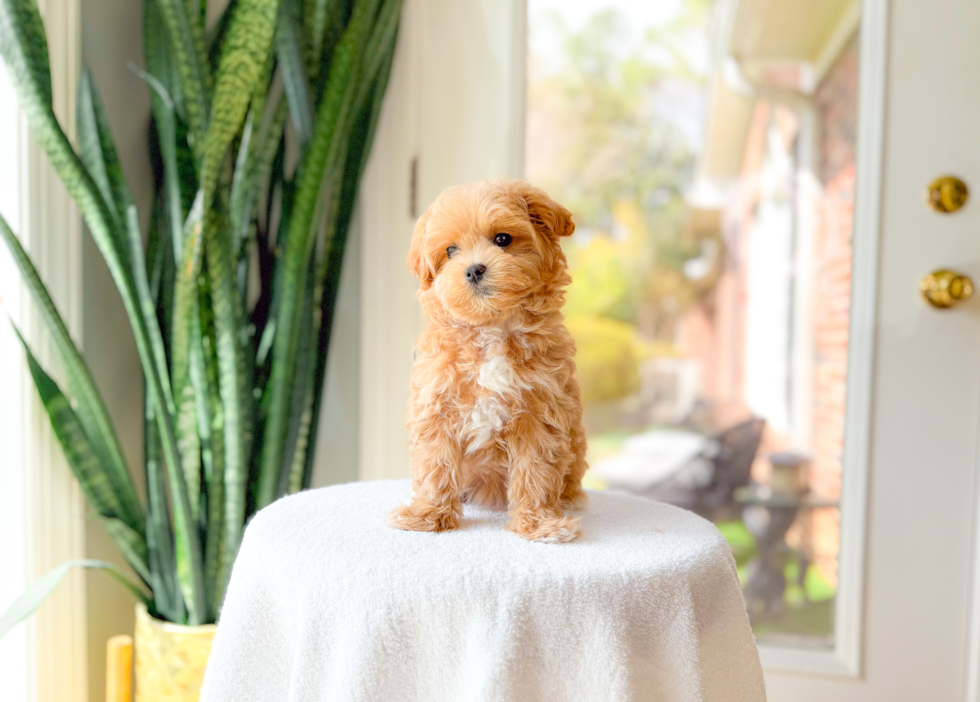 Maltipoo Pup Being Cute