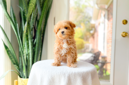 Maltipoo Pup Being Cute