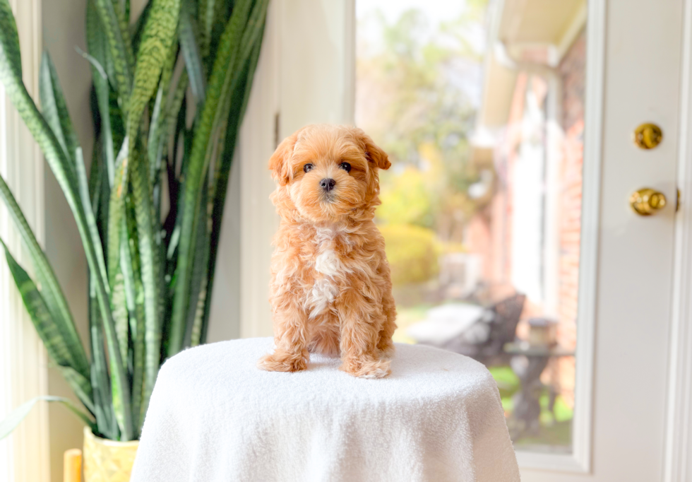 Maltipoo Puppy for Adoption