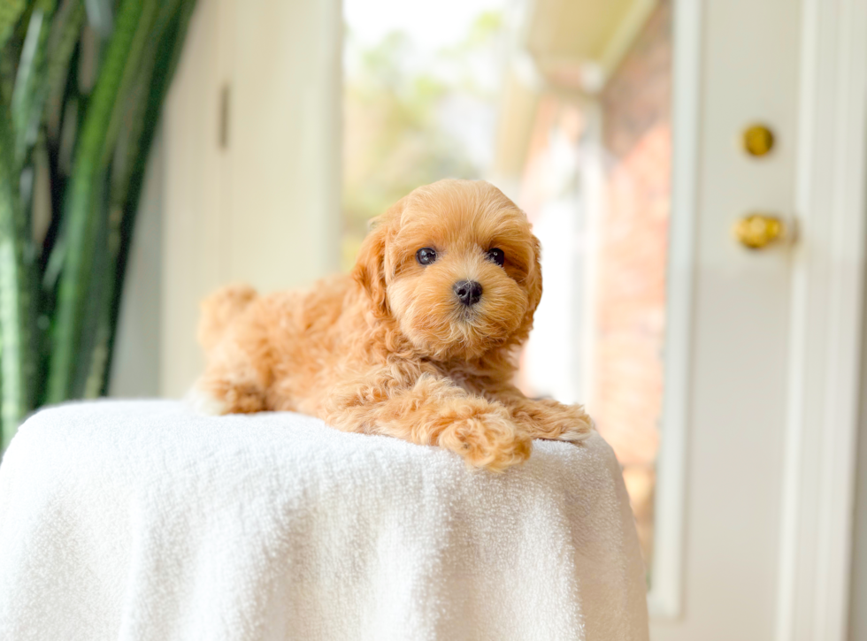 Cute Malt a Poo Poodle Mix Puppy
