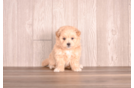 Cute Maltipoo Baby