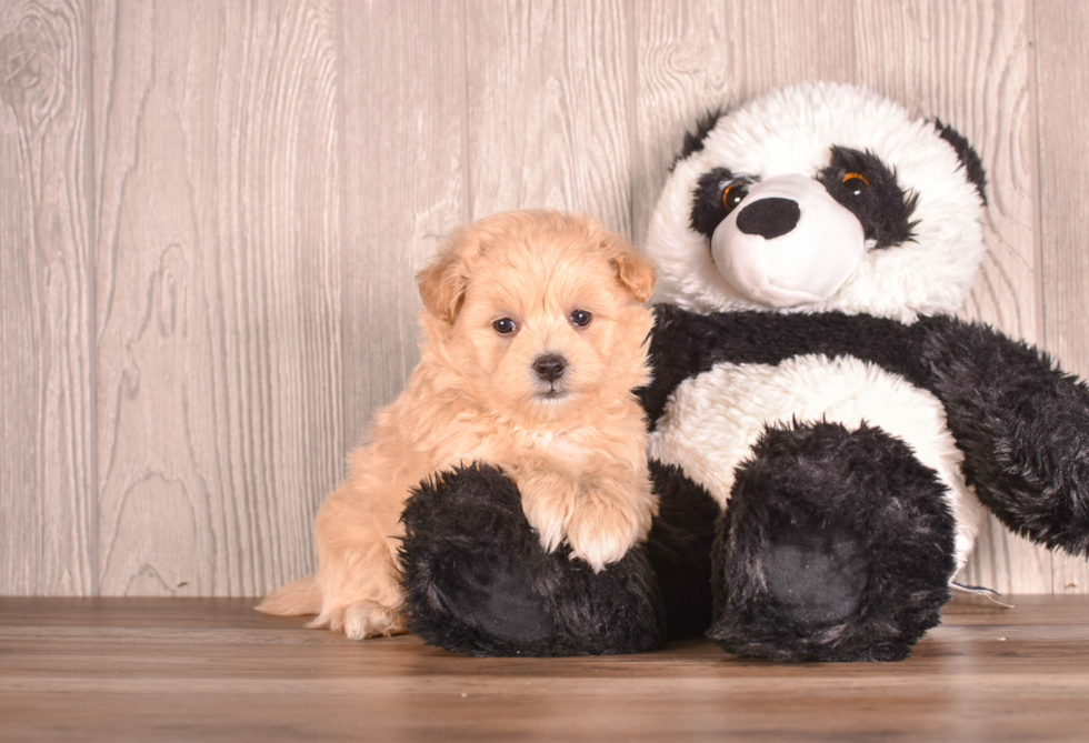 Cute Malt a Poo Poodle Mix Puppy