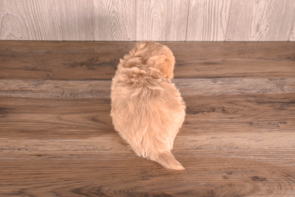 Maltipoo Puppy for Adoption