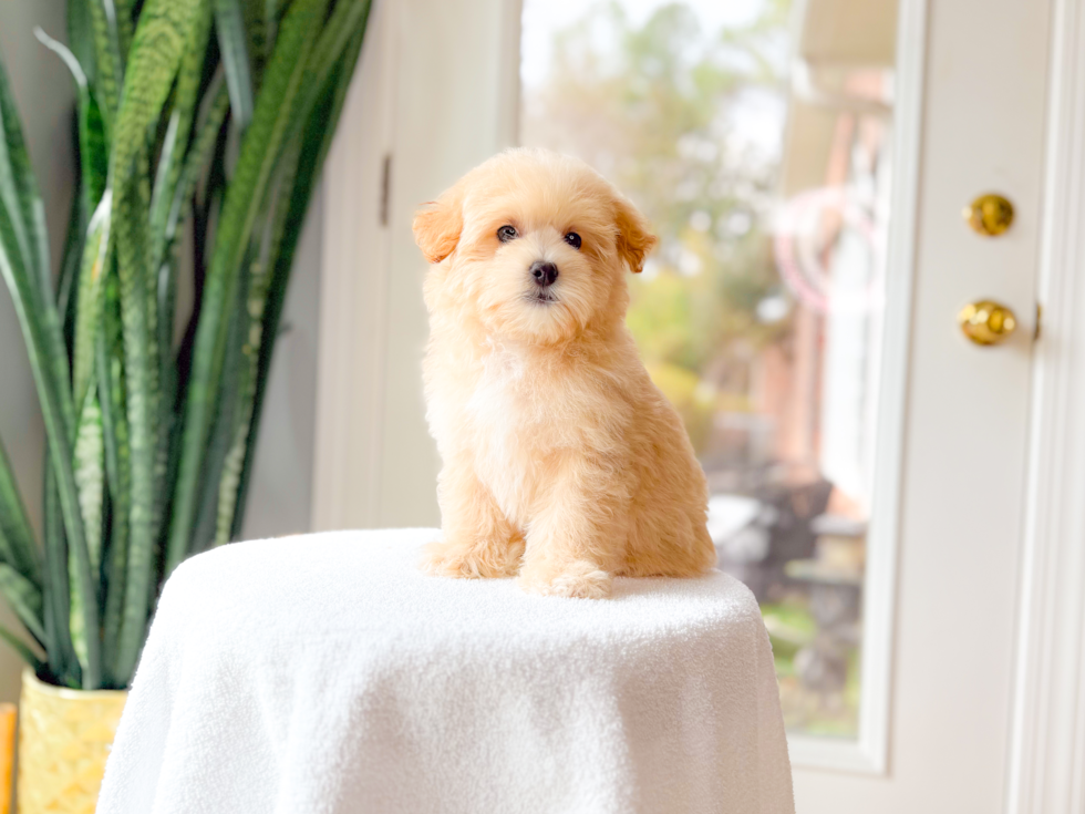 Cute Malt a Poo Poodle Mix Puppy