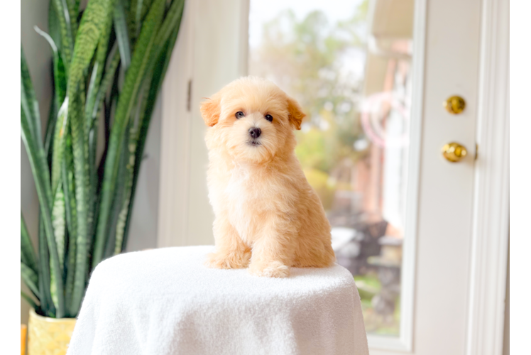 Cute Malt a Poo Poodle Mix Puppy