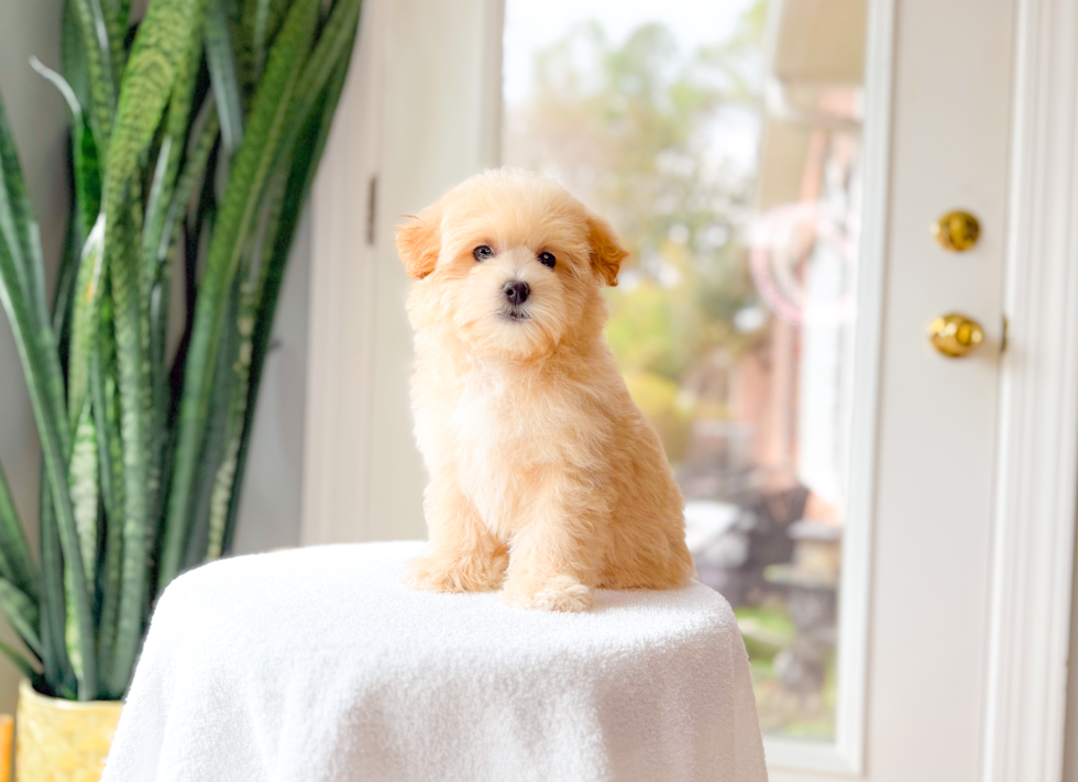 Cute Malt a Poo Poodle Mix Puppy