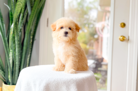 Cute Malt a Poo Poodle Mix Puppy