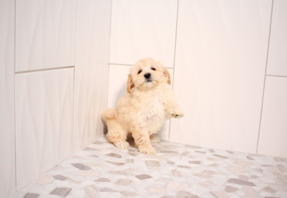 Cute Maltipoo Baby