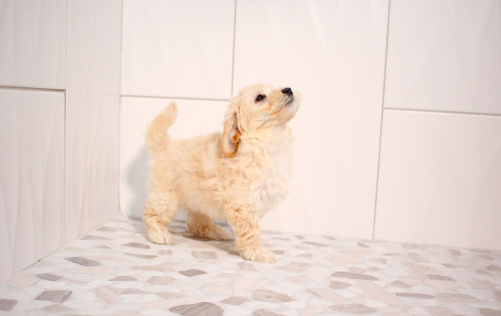 Cute Maltese Poodle Poodle Mix Puppy