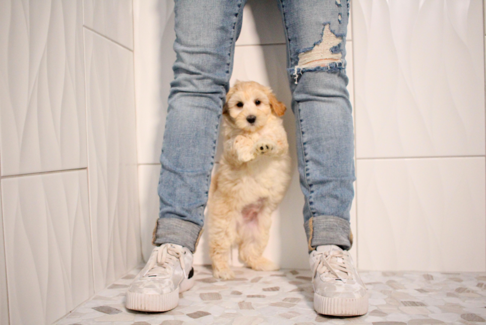 Cute Maltipoo Poodle Mix Pup