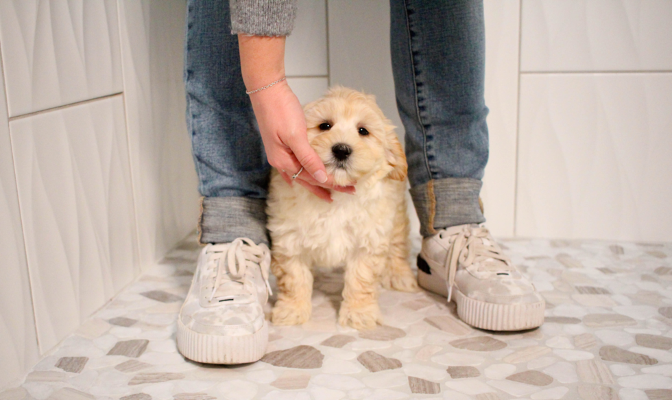 Cute Maltipoo Poodle Mix Pup
