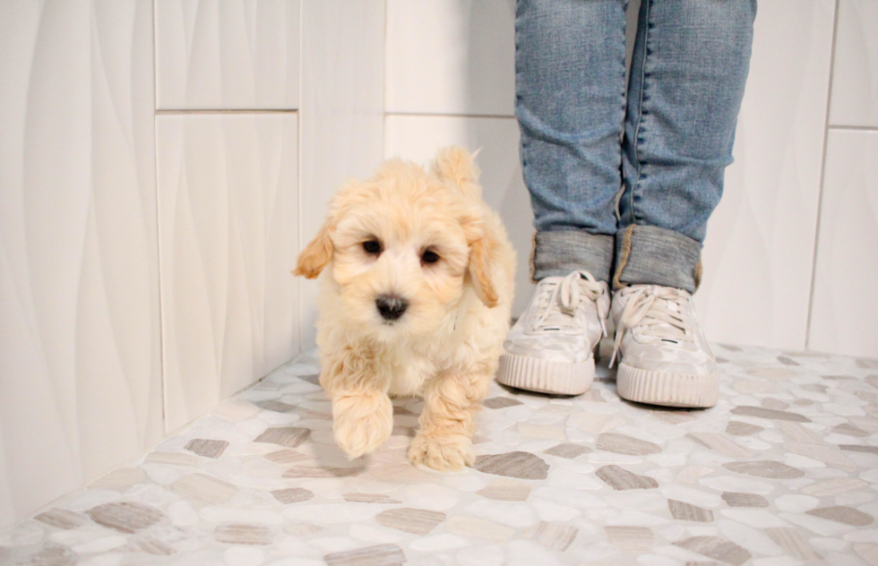 Maltipoo Puppy for Adoption