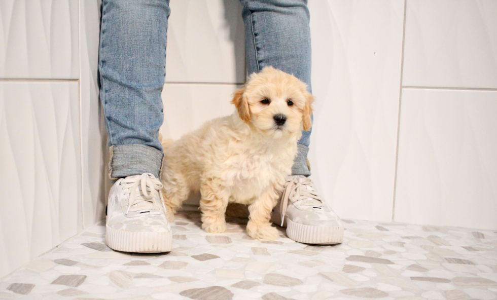 Maltipoo Puppy for Adoption
