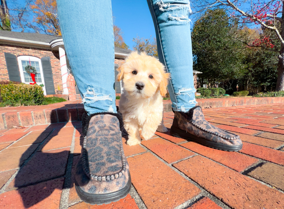 Cute Maltipoo Baby