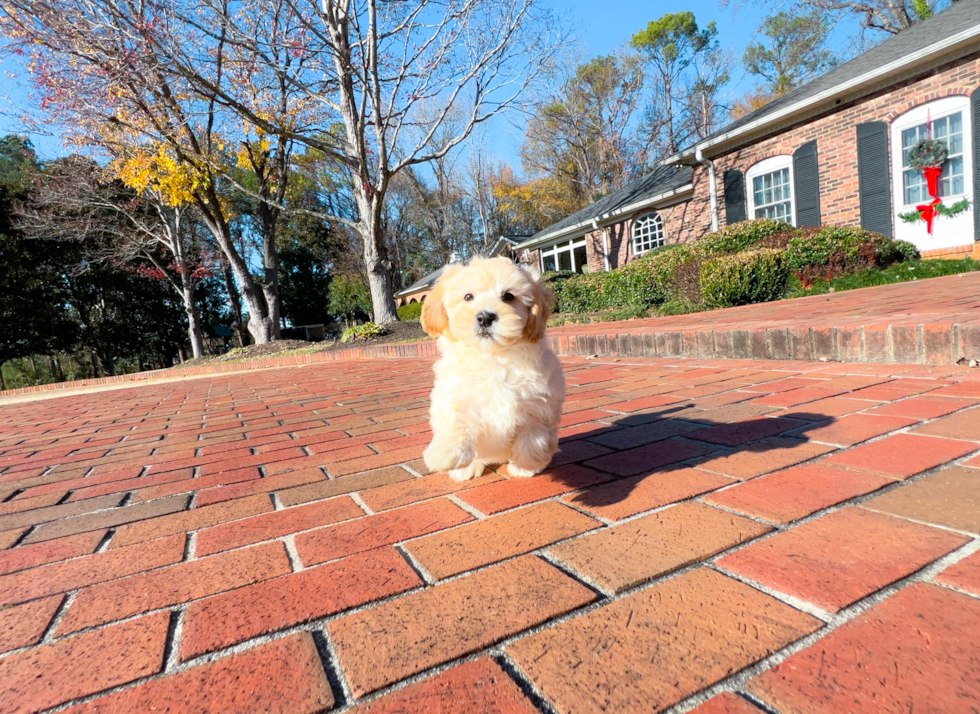 Cute Maltepoo Poodle Mix Puppy
