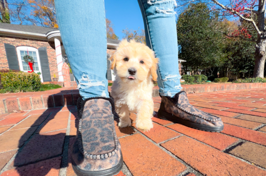 Cute Maltese Poodle Poodle Mix Puppy