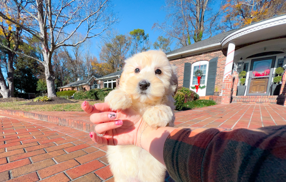 Maltipoo Puppy for Adoption