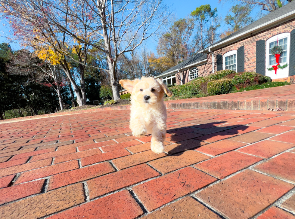 Cute Maltepoo Poodle Mix Puppy