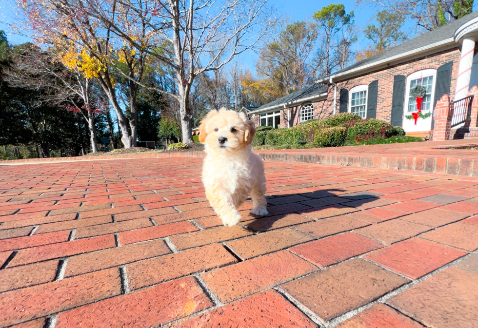 Cute Maltese Poodle Poodle Mix Puppy