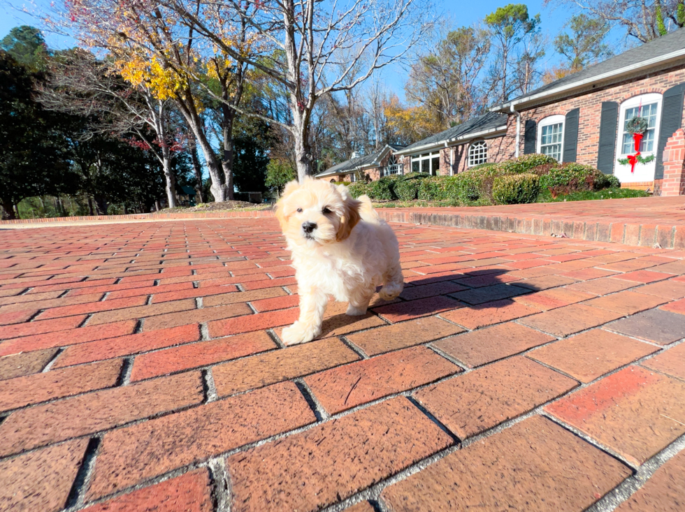 Maltipoo Puppy for Adoption