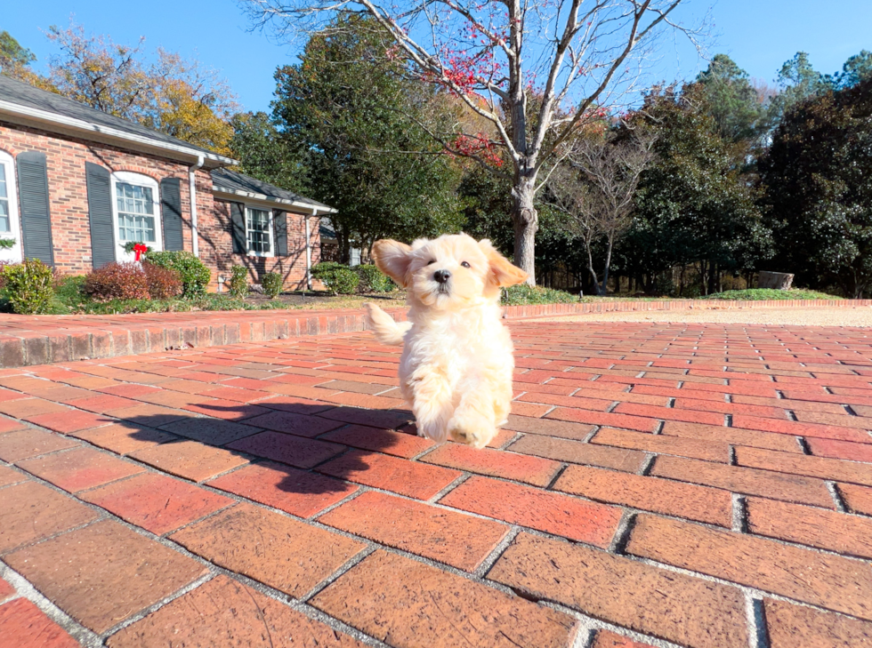 Cute Maltepoo Poodle Mix Puppy