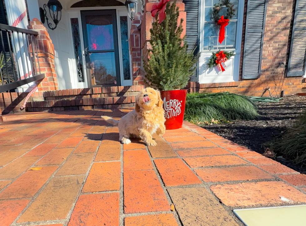 Cute Malt a Poo Poodle Mix Puppy