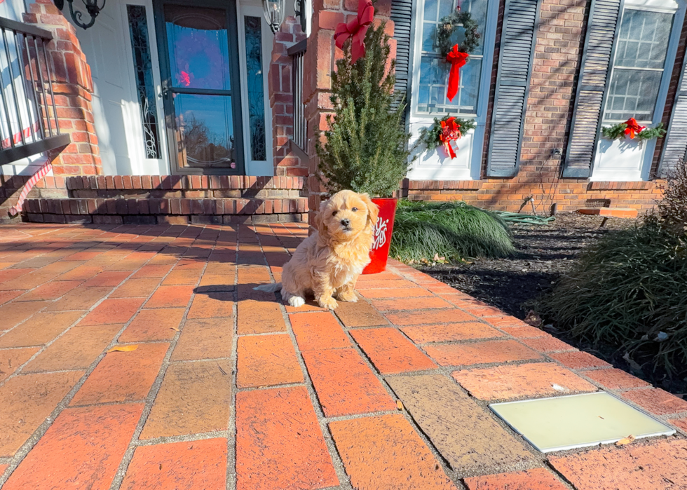Cute Maltipoo Poodle Mix Pup