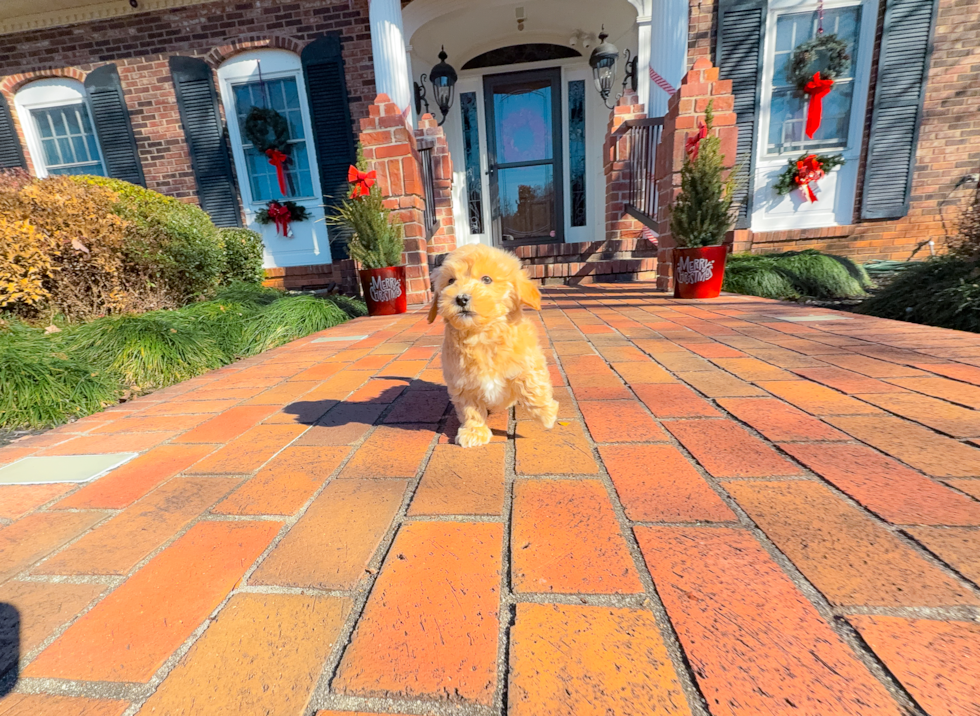 Maltipoo Pup Being Cute