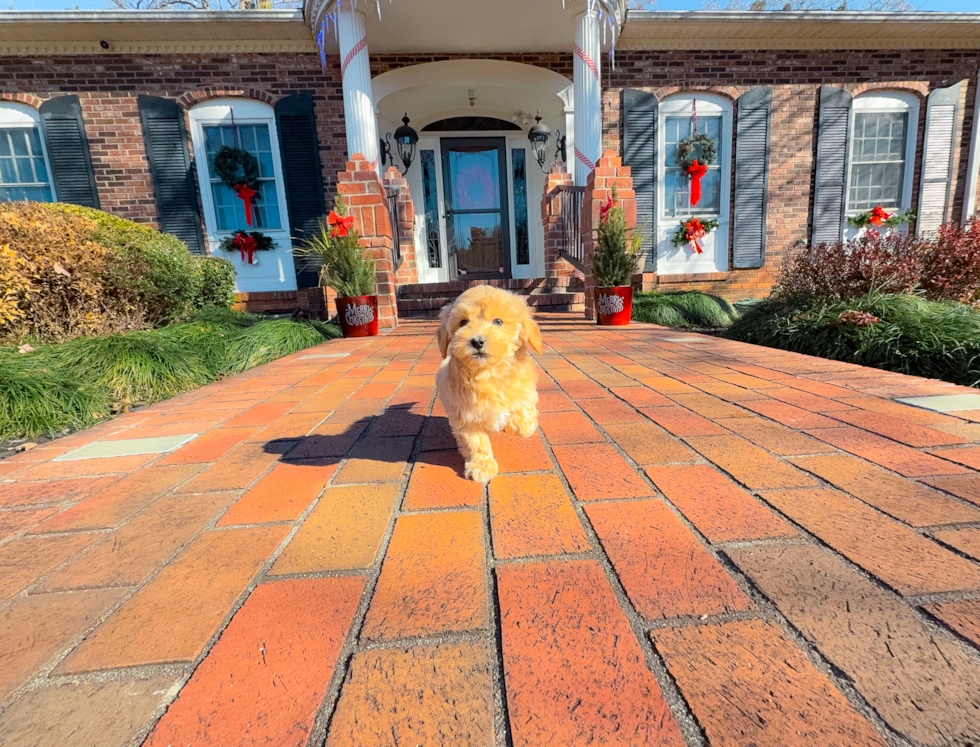 Maltipoo Pup Being Cute