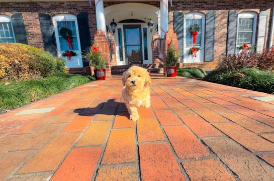 Maltipoo Pup Being Cute
