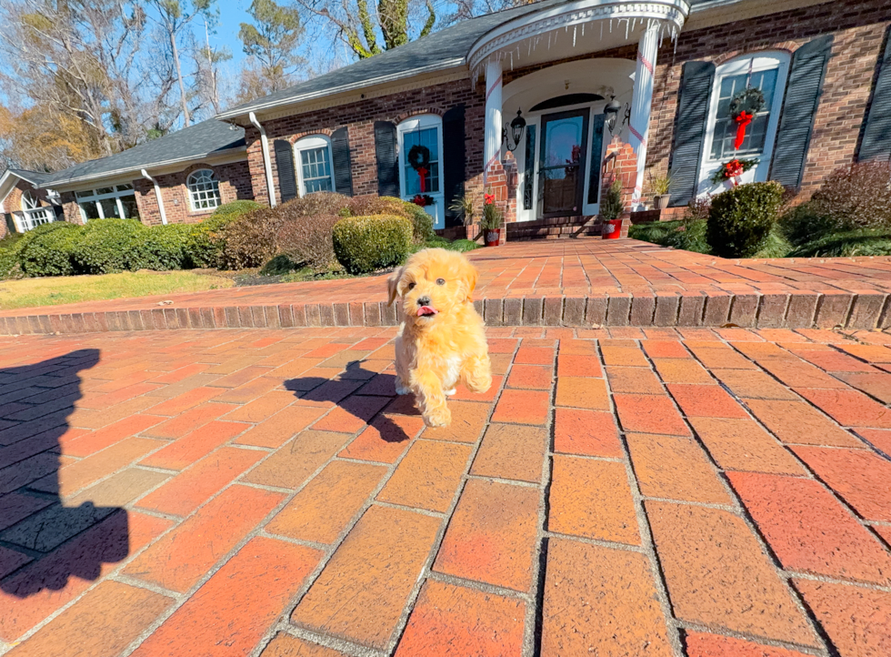 Maltipoo Pup Being Cute