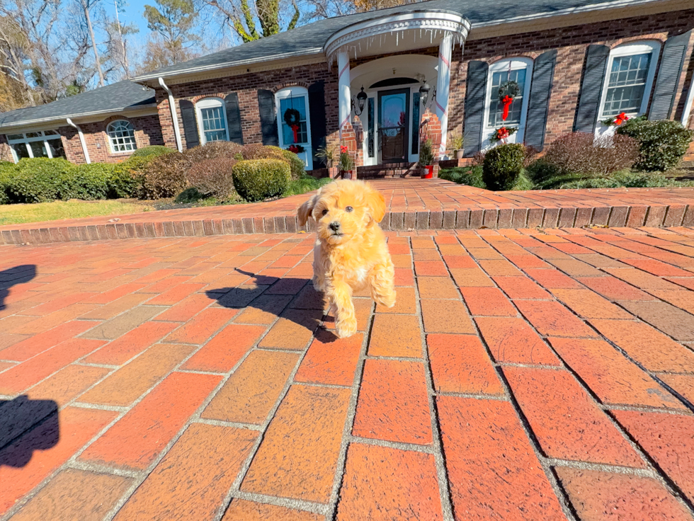 Maltipoo Pup Being Cute