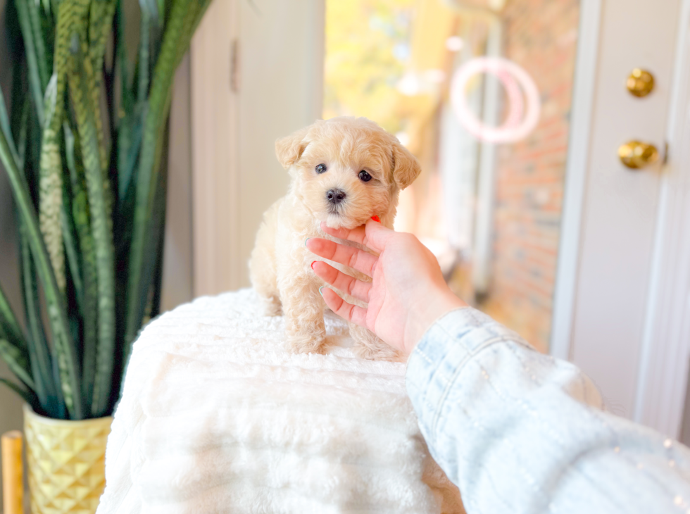 Maltipoo Pup Being Cute