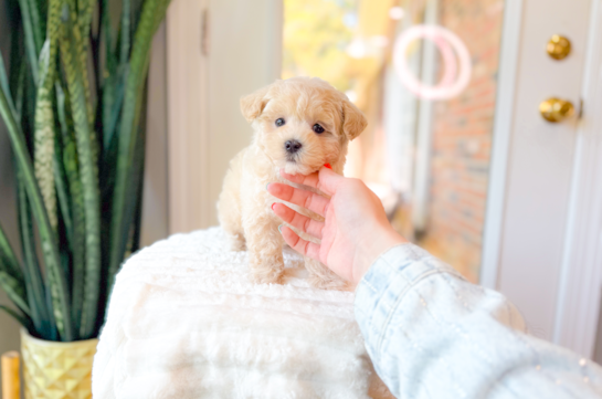 Maltipoo Pup Being Cute