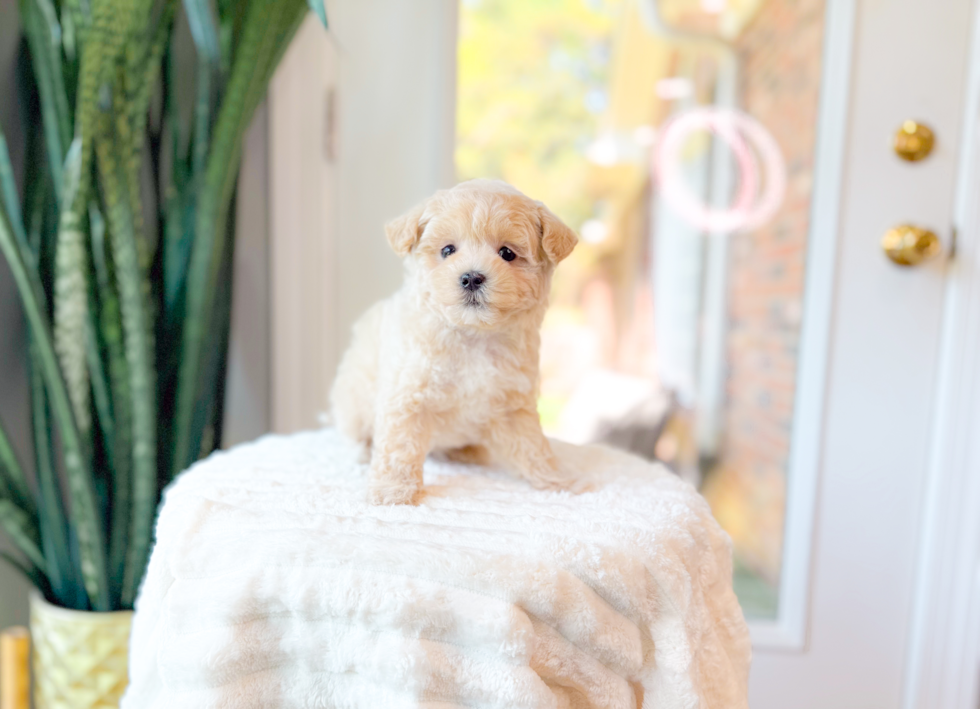 Cute Malt a Poo Poodle Mix Puppy