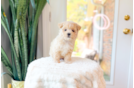 Best Maltipoo Baby