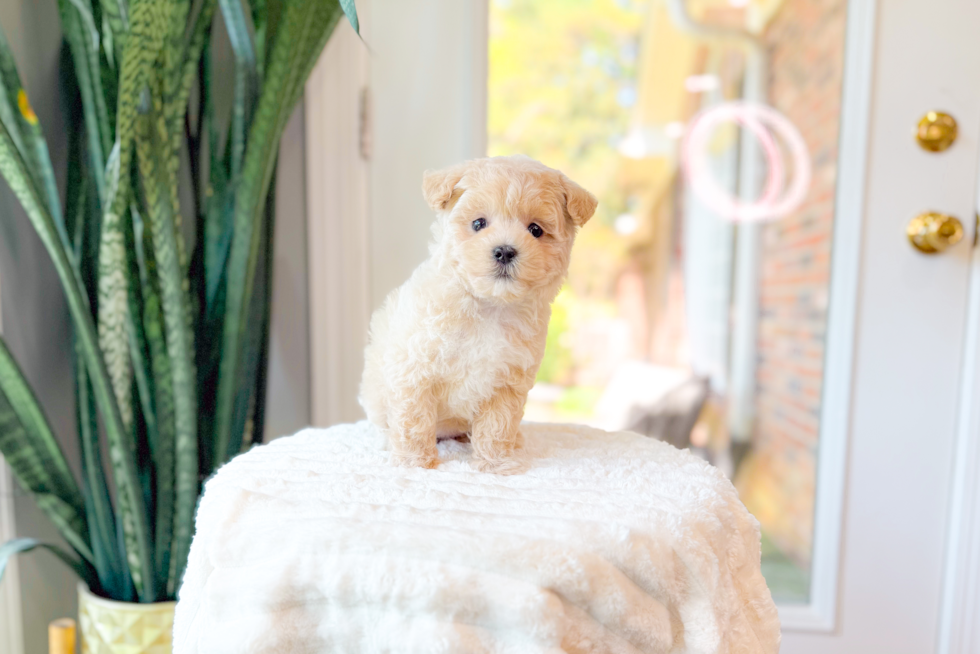 Best Maltipoo Baby