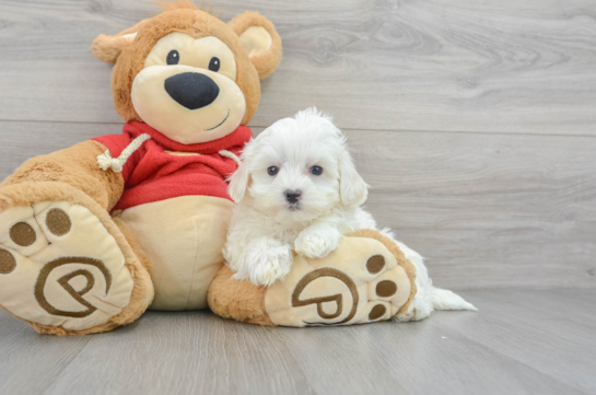 Maltipoo Puppy for Adoption