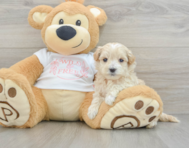 7 week old Maltipoo Puppy For Sale - Simply Southern Pups