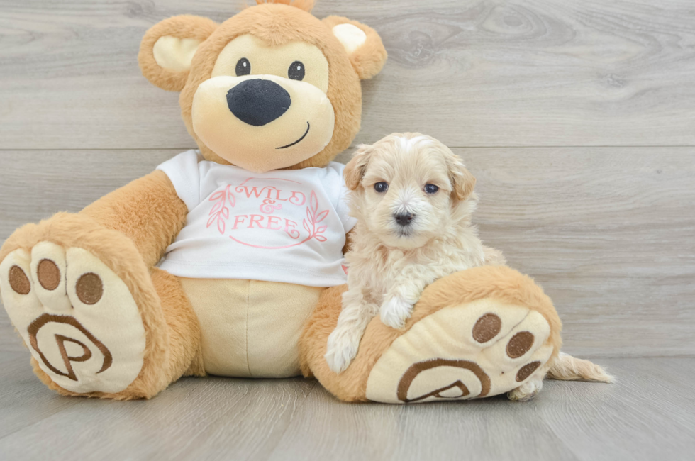 5 week old Maltipoo Puppy For Sale - Simply Southern Pups