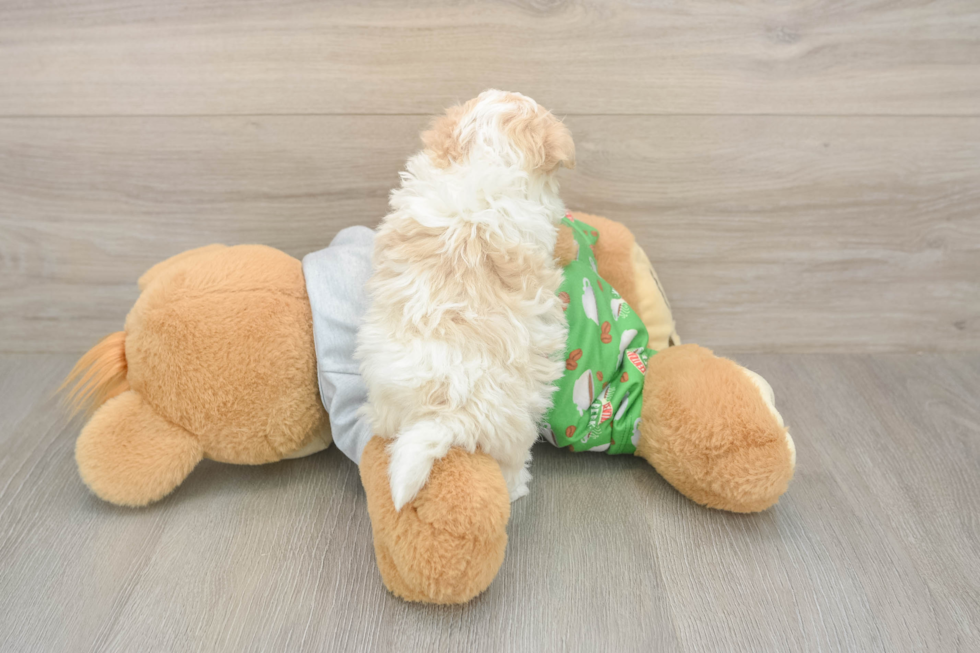 Maltipoo Pup Being Cute